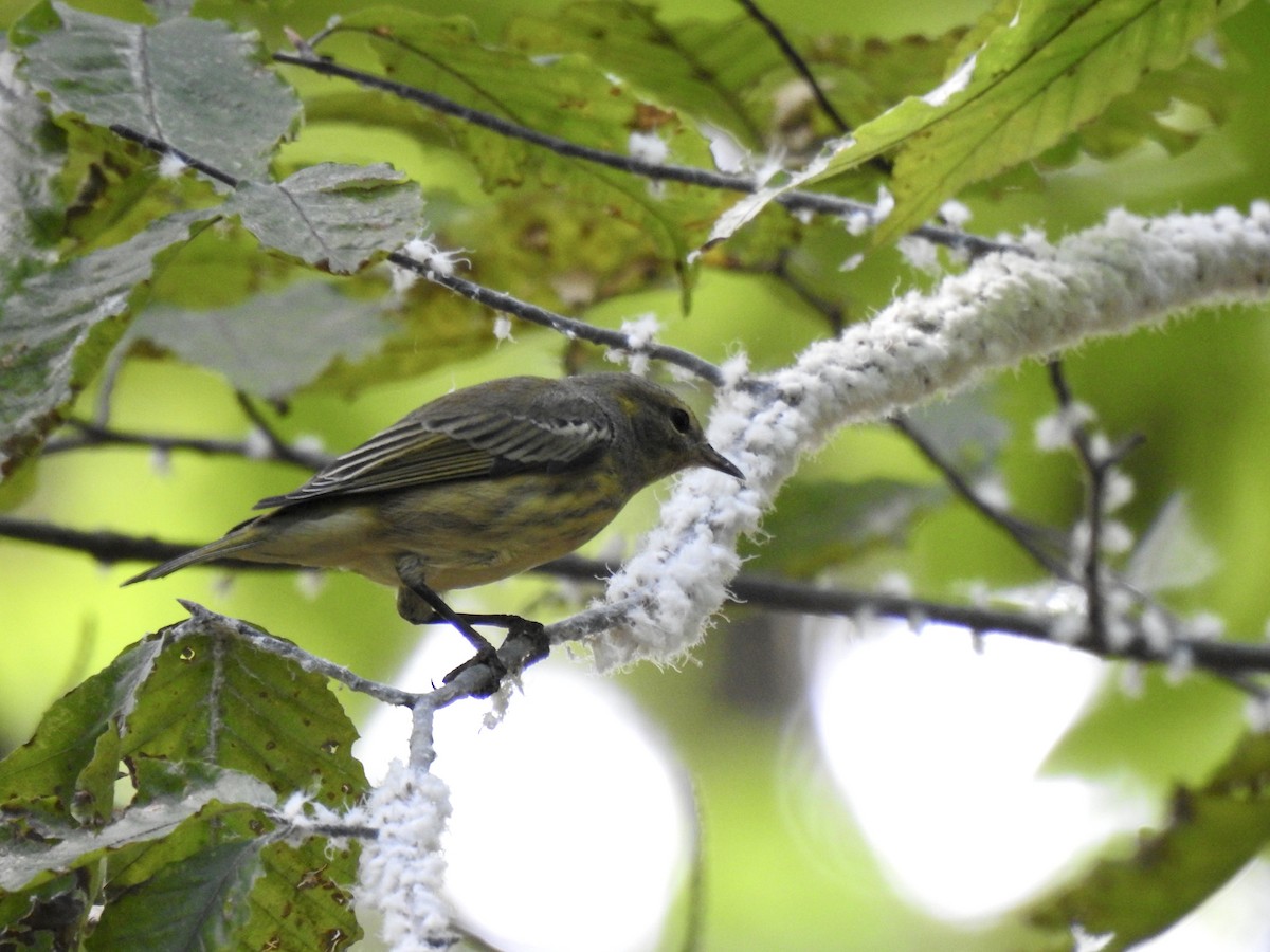 Cape May Warbler - ML641949770