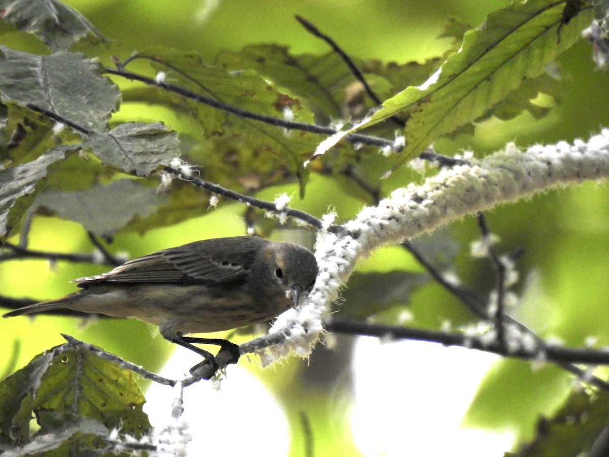 Cape May Warbler - ML641949773