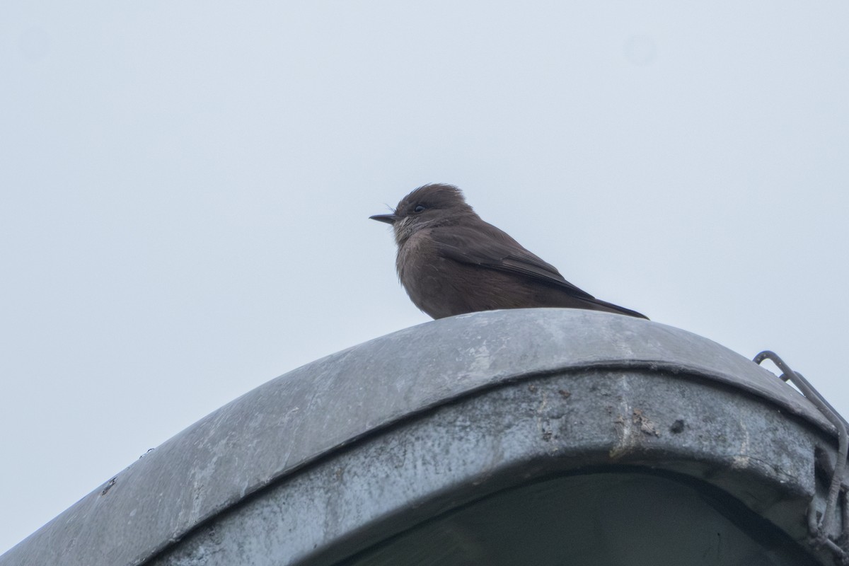 Vermilion Flycatcher (obscurus Group) - ML641949774