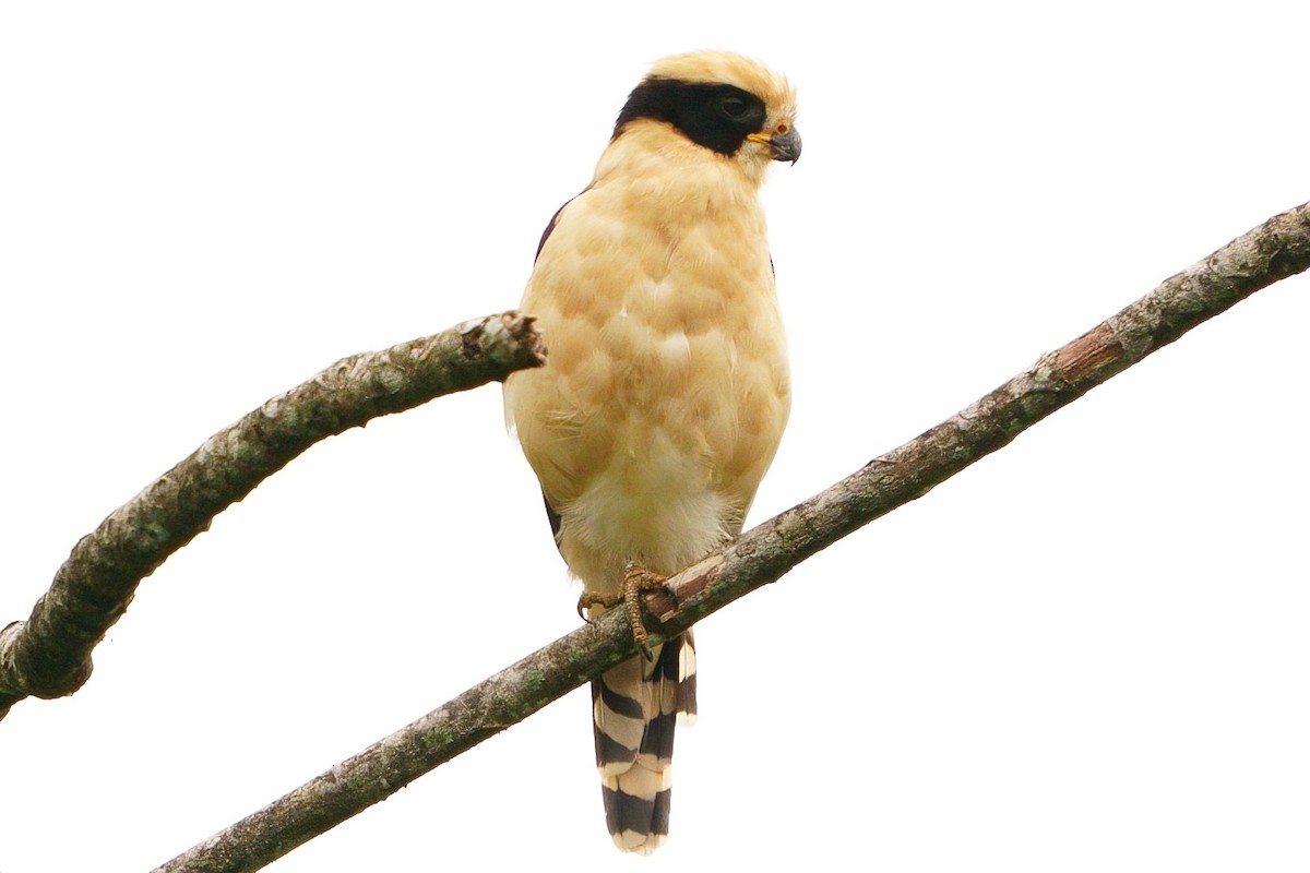 Laughing Falcon - ML641949799