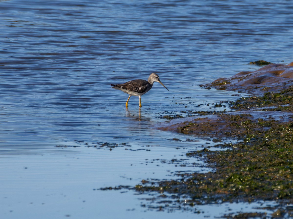 Greater Yellowlegs - ML641949853