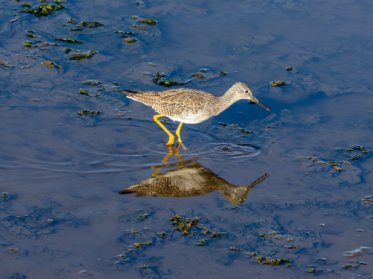 Greater Yellowlegs - ML641949854