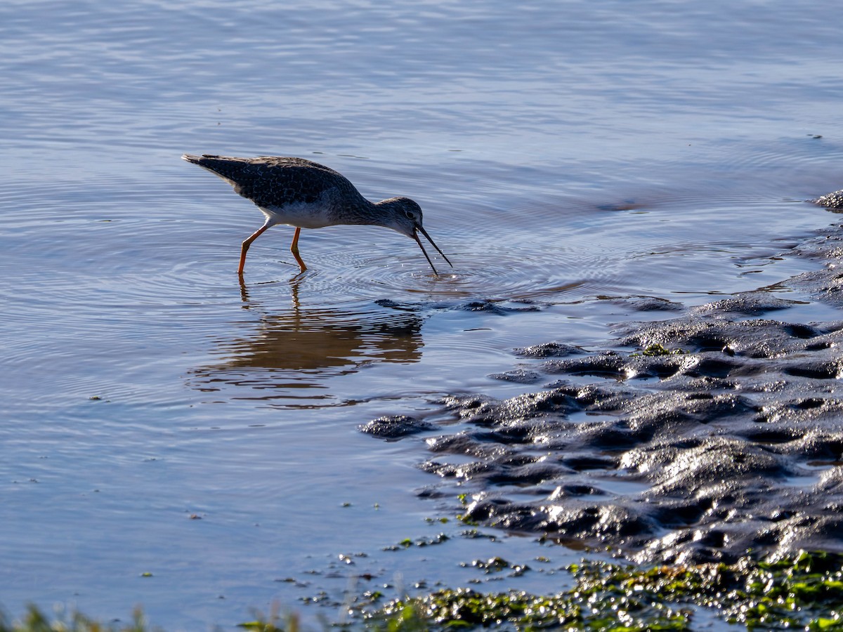Greater Yellowlegs - ML641949855