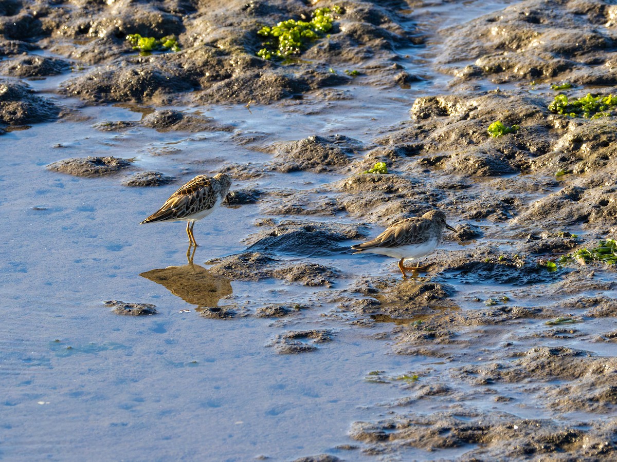 Least Sandpiper - ML641949860