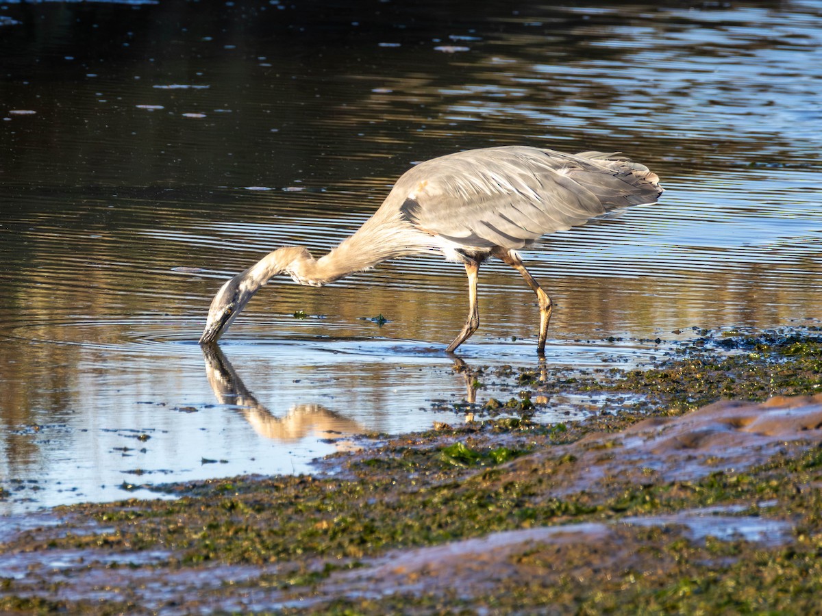 Great Blue Heron - ML641949872