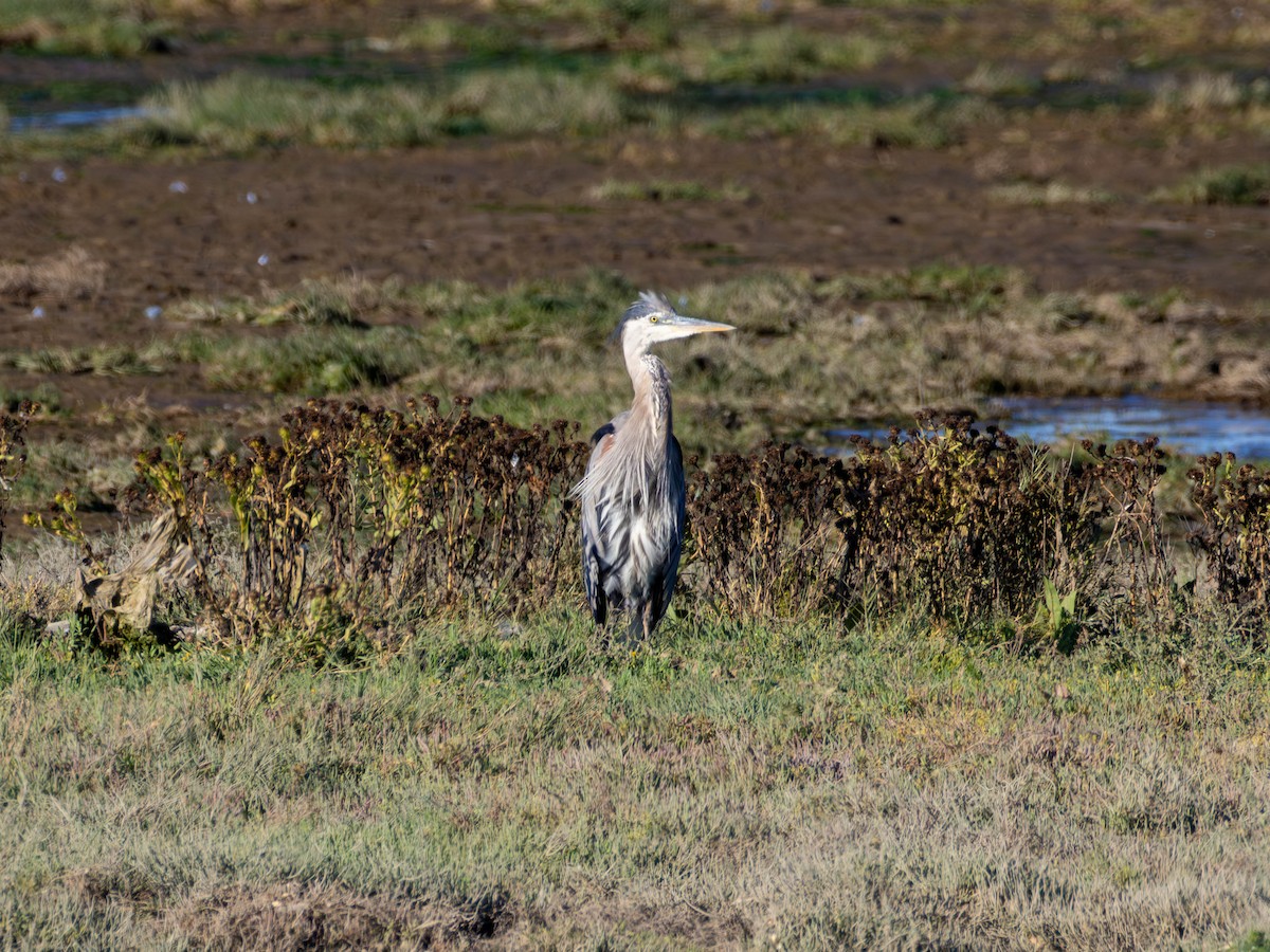 Great Blue Heron - ML641949873