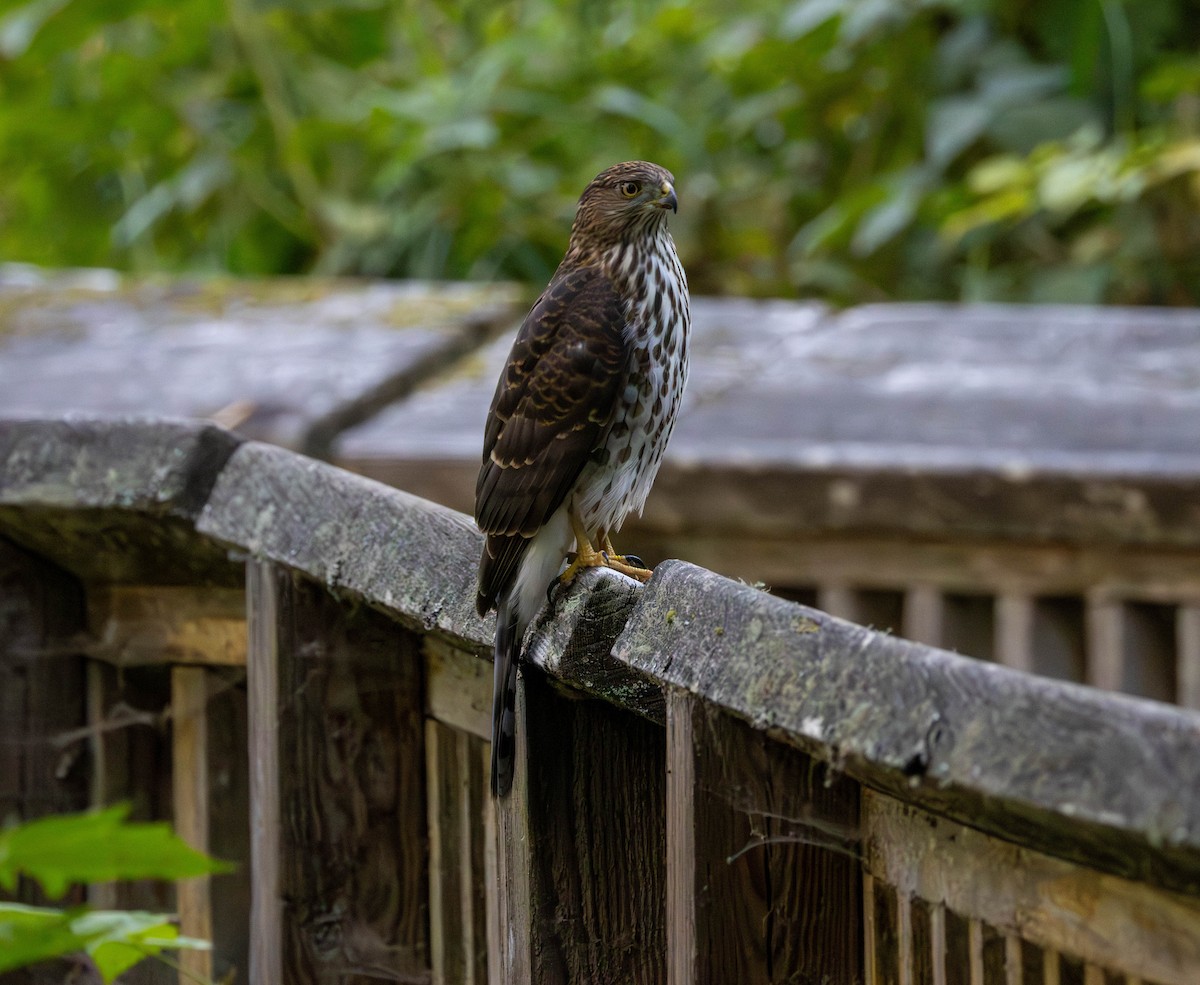 Cooper's Hawk - ML641949878