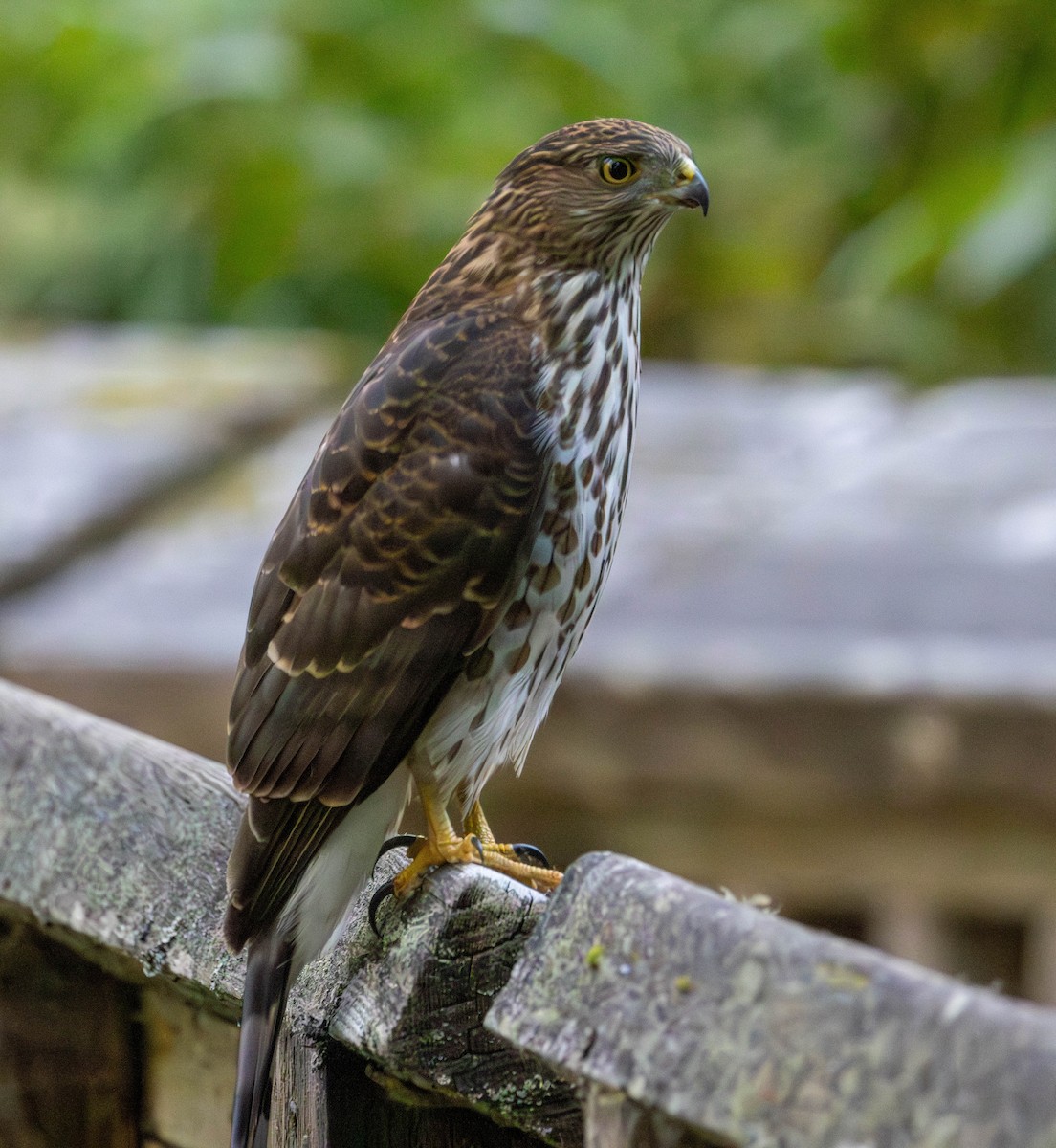 Cooper's Hawk - ML641949880