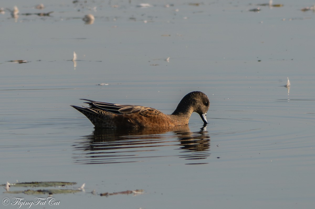 American Wigeon - ML641949885