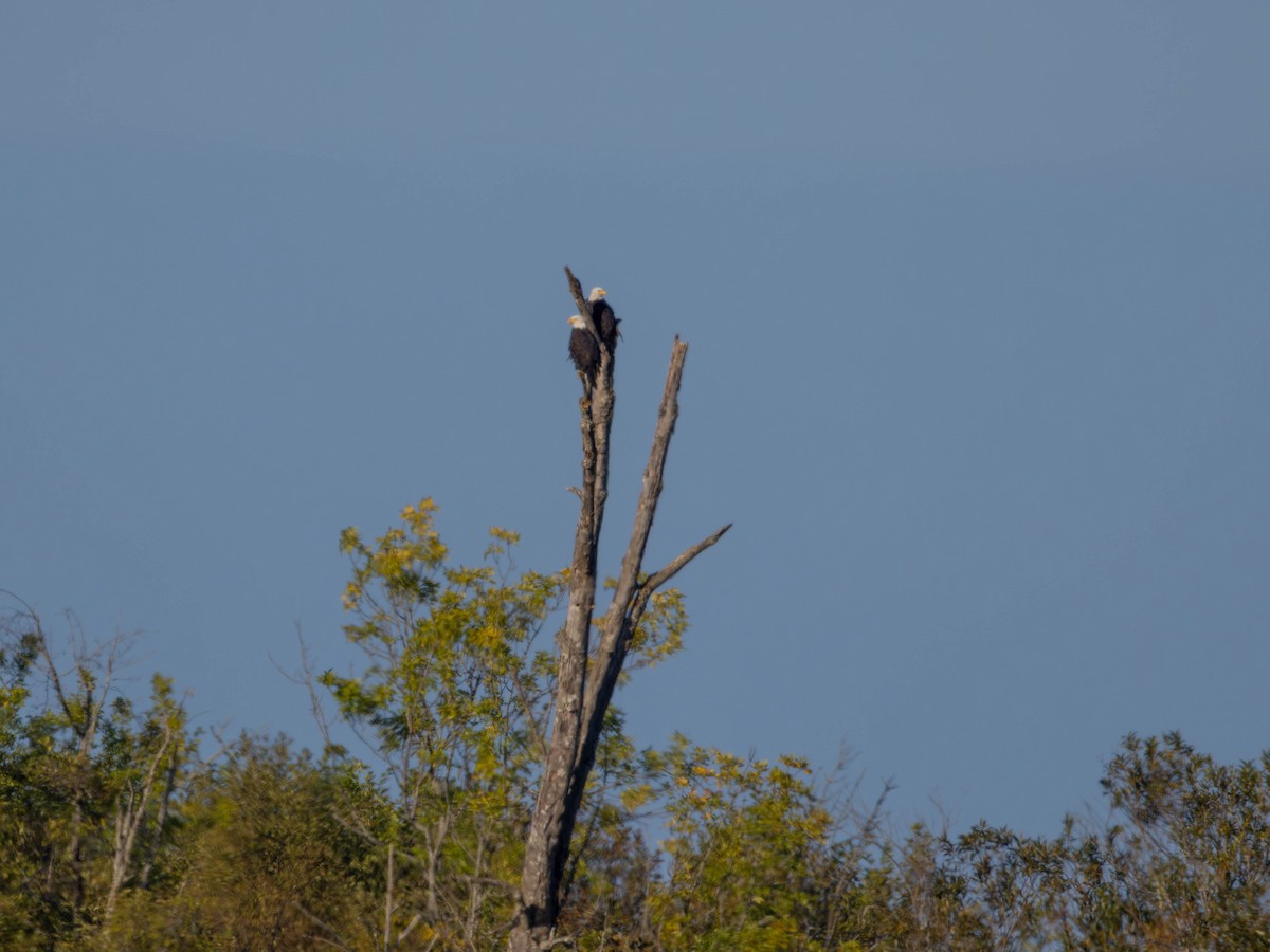 Bald Eagle - ML641949890