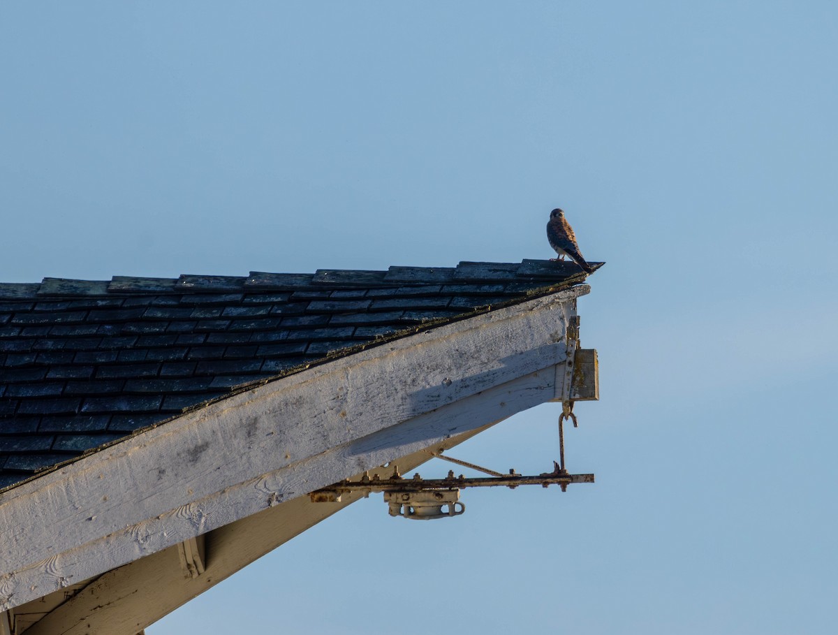 American Kestrel - ML641949904