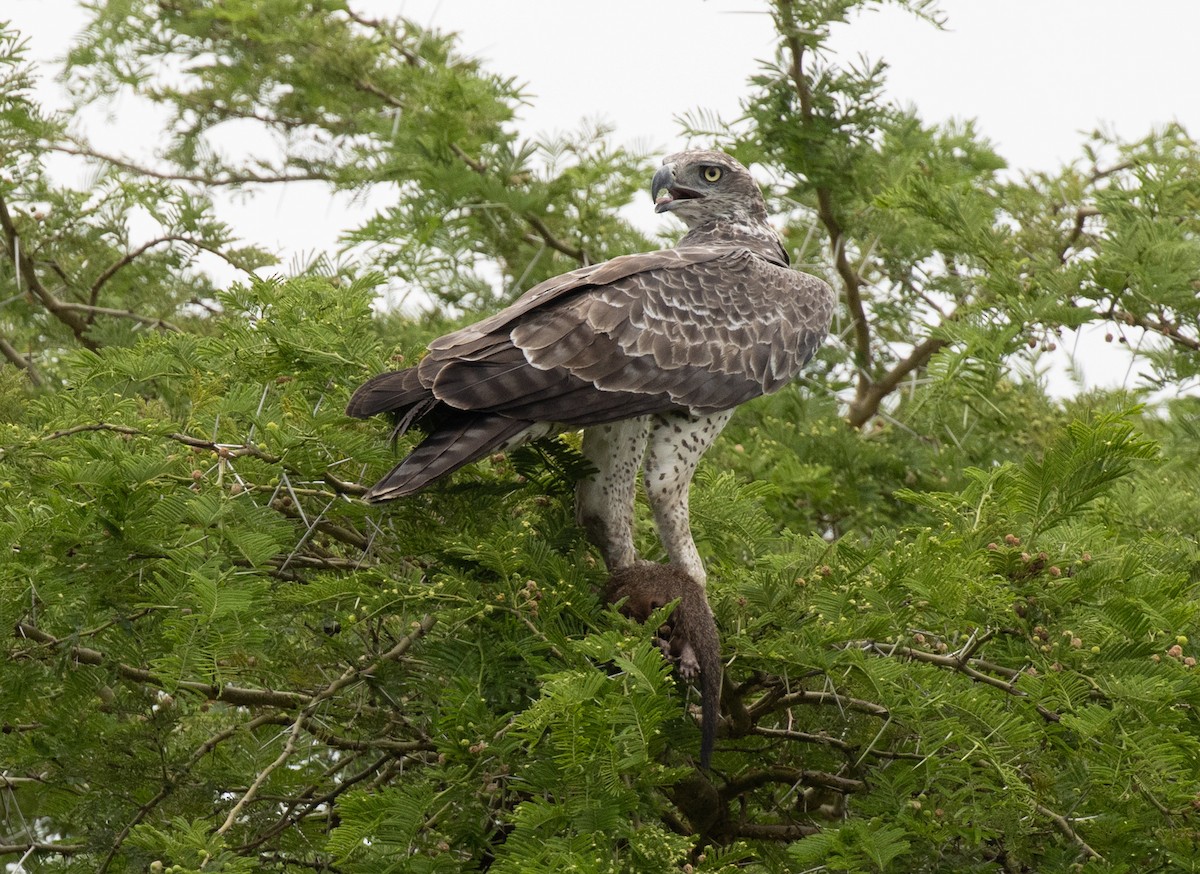 Martial Eagle - ML641949913