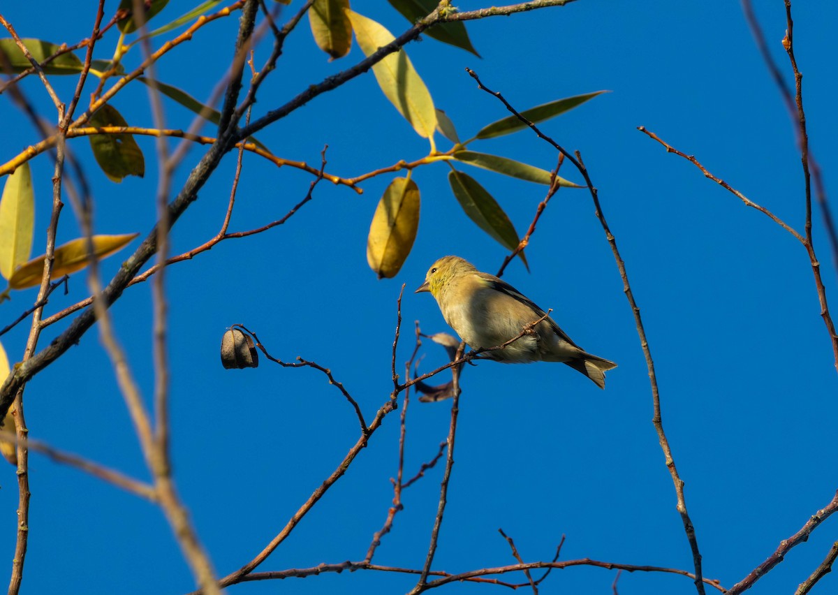 American Goldfinch - ML641949921