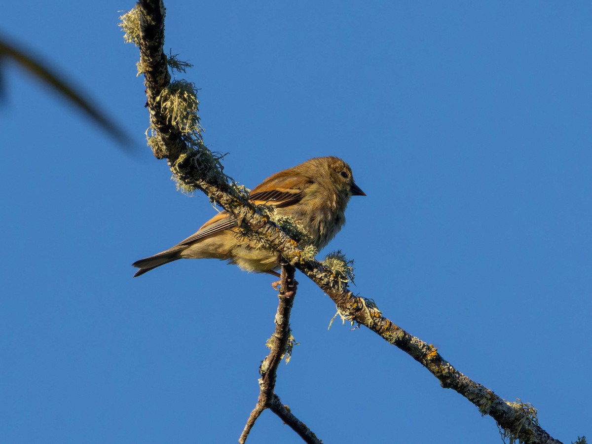 American Goldfinch - ML641949922