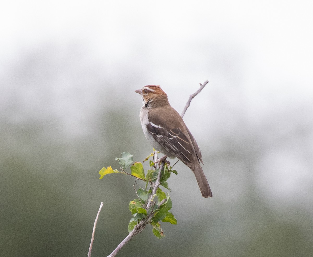 Chestnut-crowned Sparrow-Weaver - ML641949941