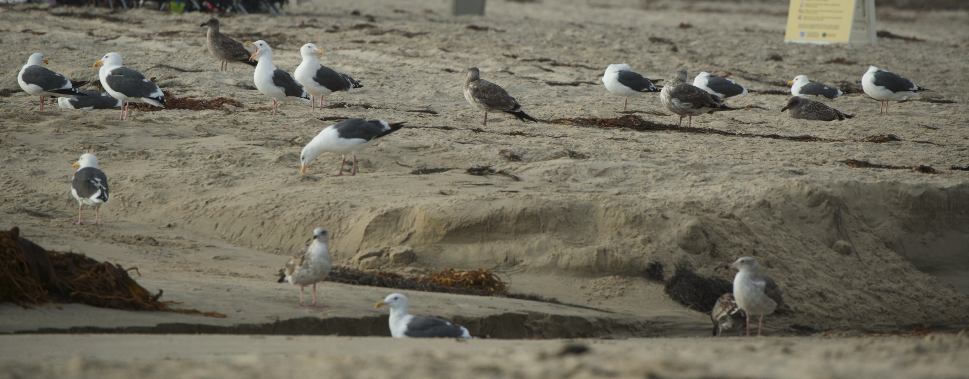 Western Gull - ML641949953