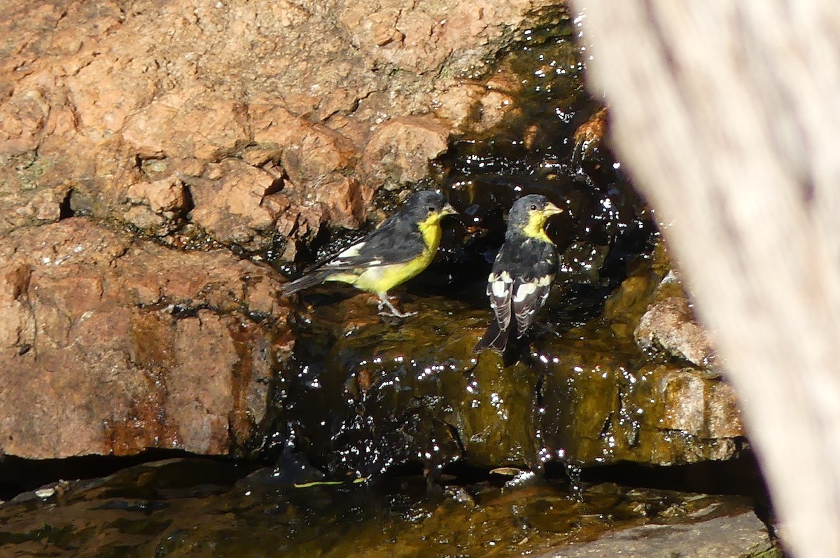 Lesser Goldfinch - ML641949961