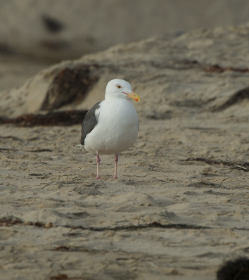 Western Gull - ML641949962