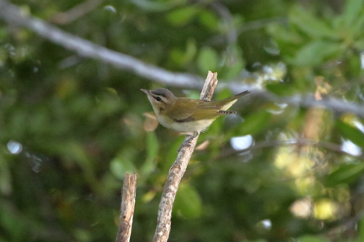 Rotaugenvireo - ML641949963