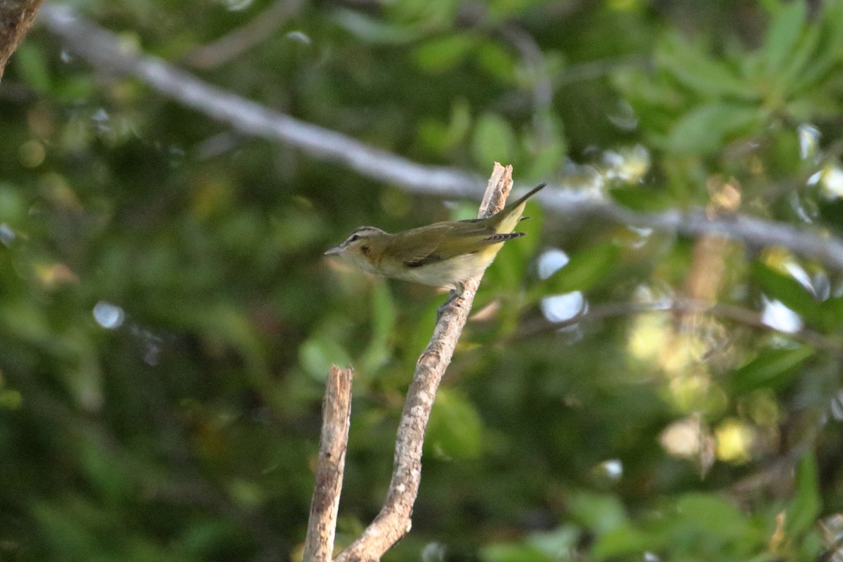 Rotaugenvireo - ML641949964
