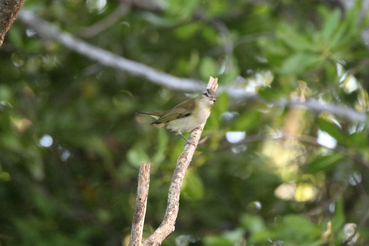 Rotaugenvireo - ML641949966