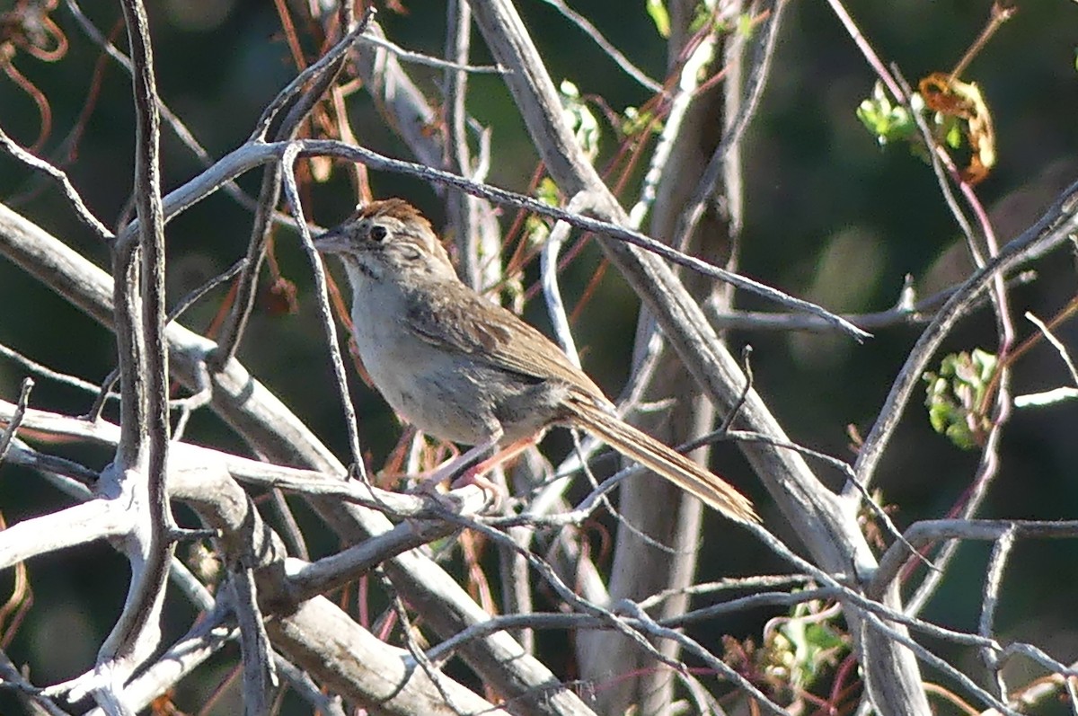 Rufous-crowned Sparrow - ML641949981