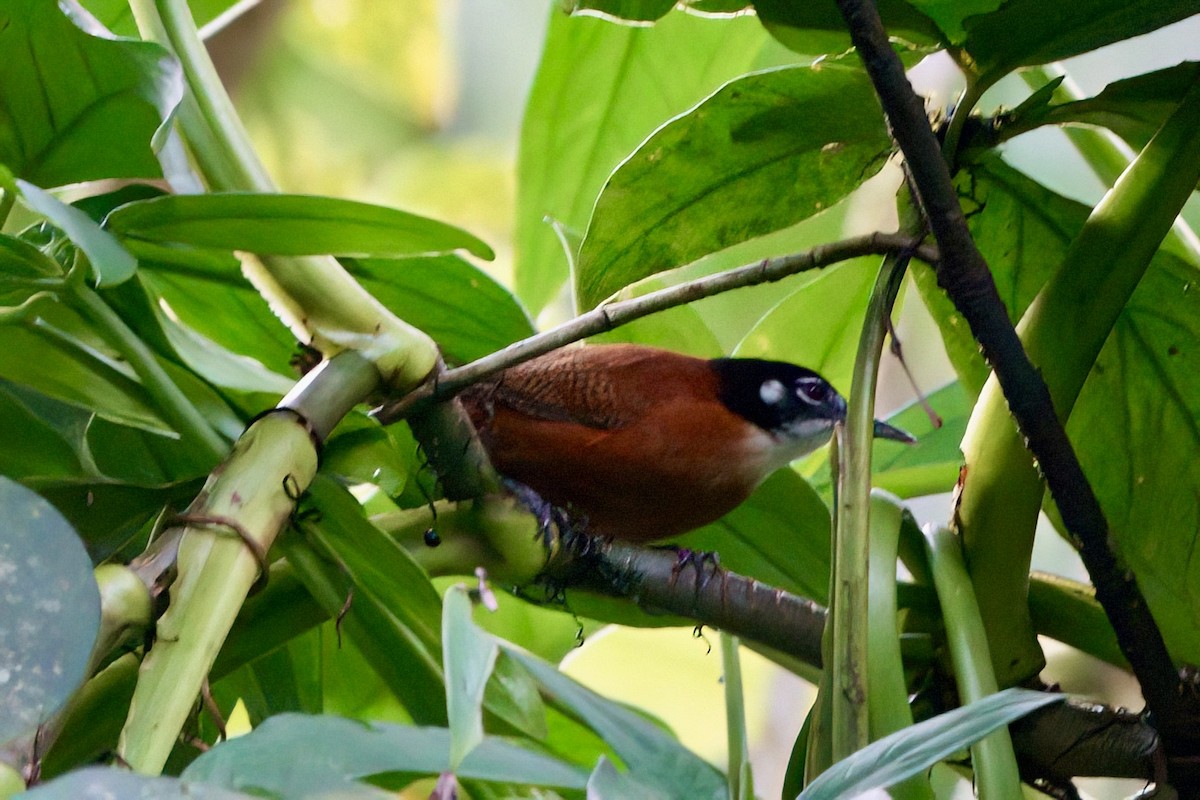 Bay Wren - ML641949992