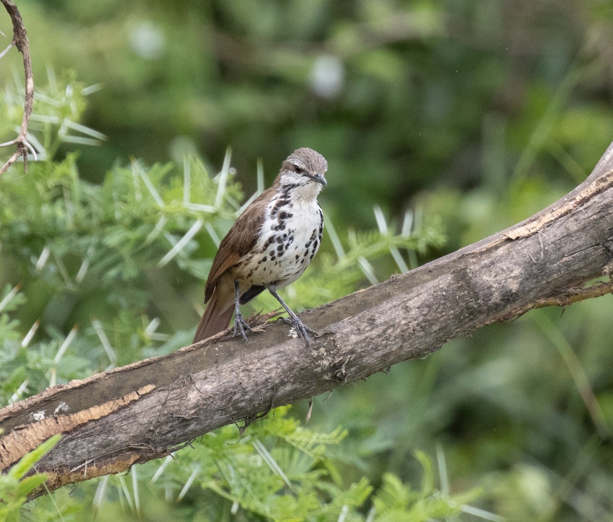 Spotted Morning-Thrush - ML641949994