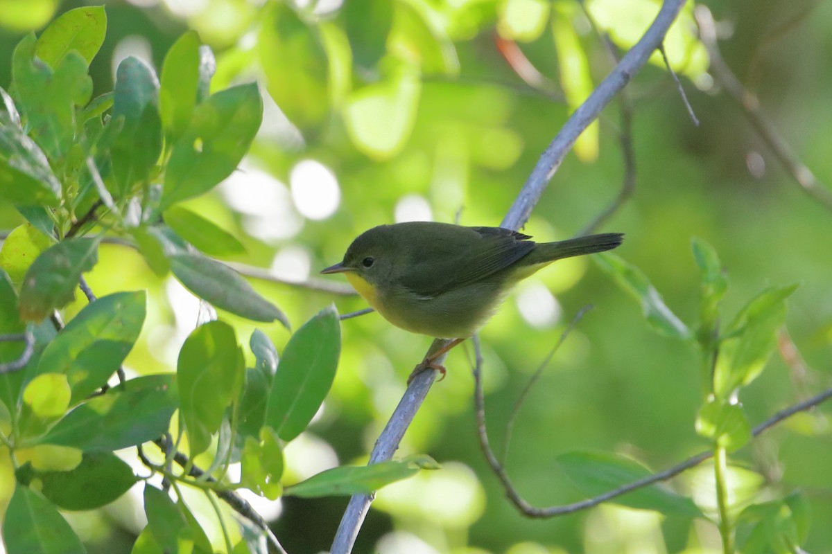 Common Yellowthroat - ML641949998