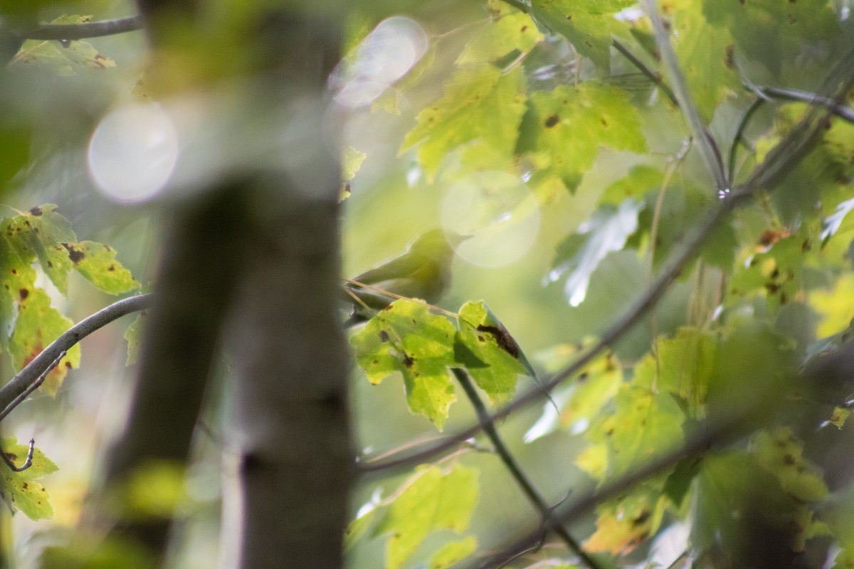 American Redstart - ML641950000