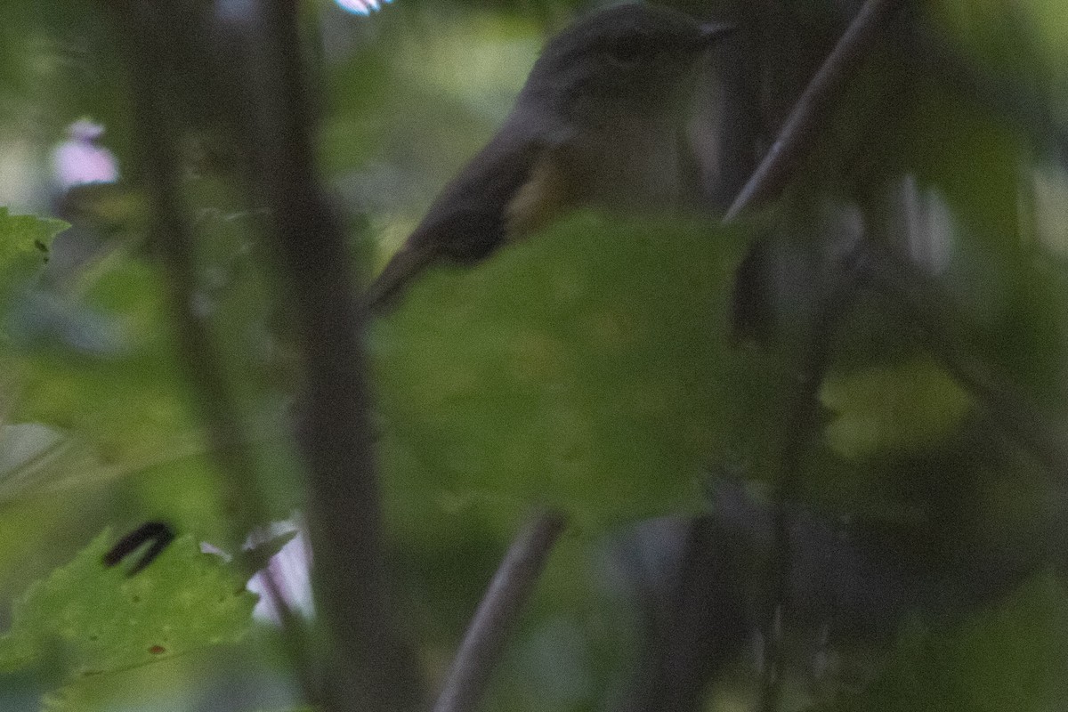 American Redstart - ML641950001