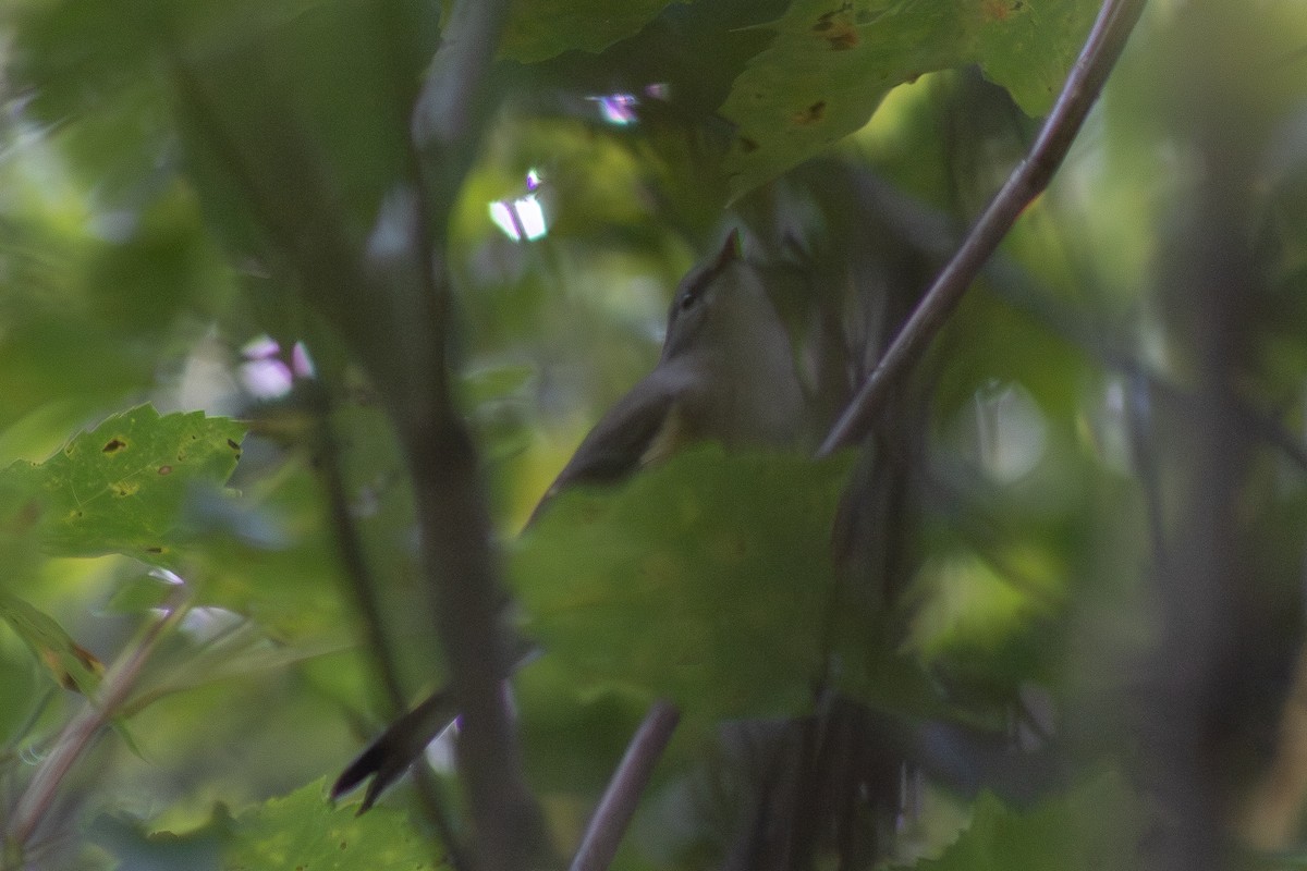 American Redstart - ML641950002