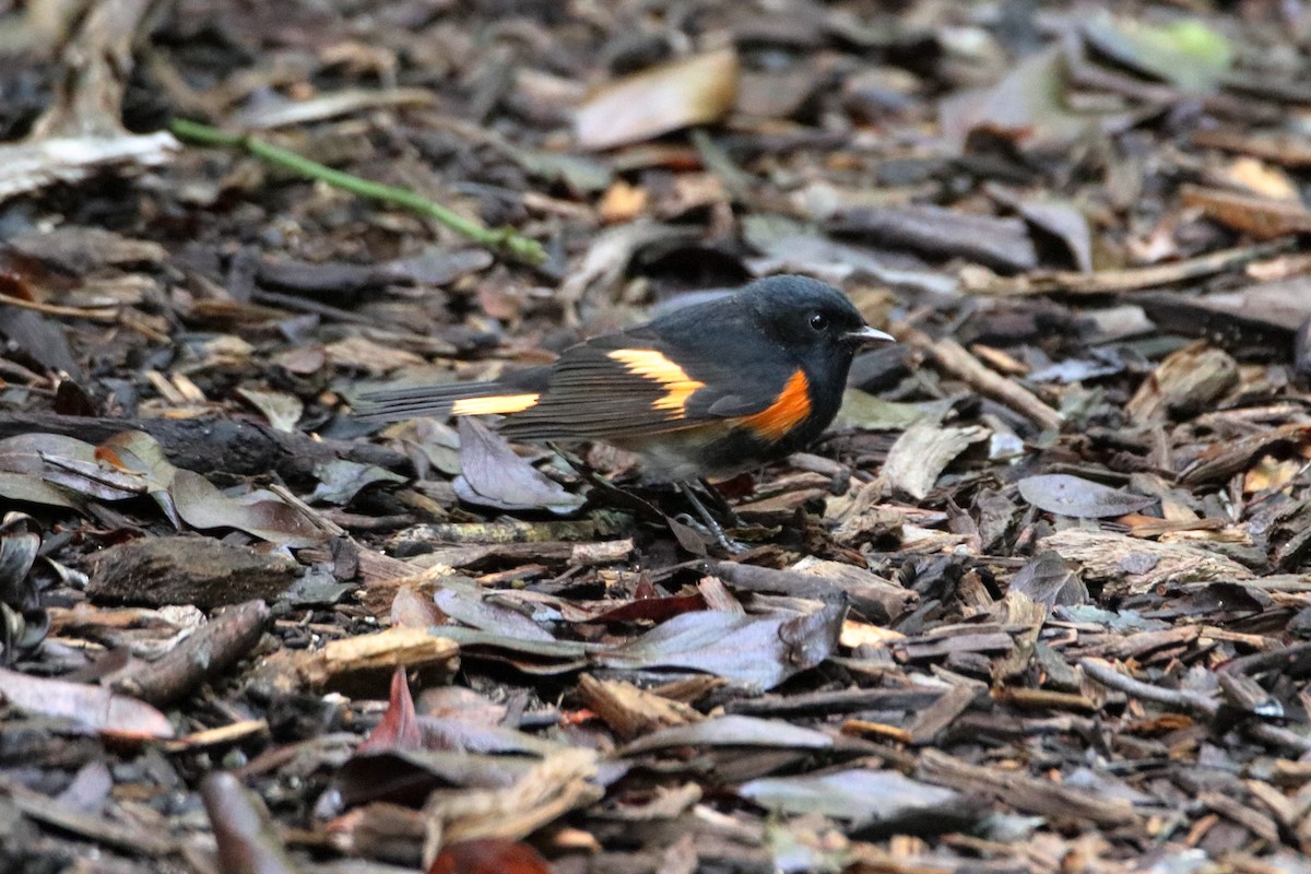 American Redstart - ML641950003