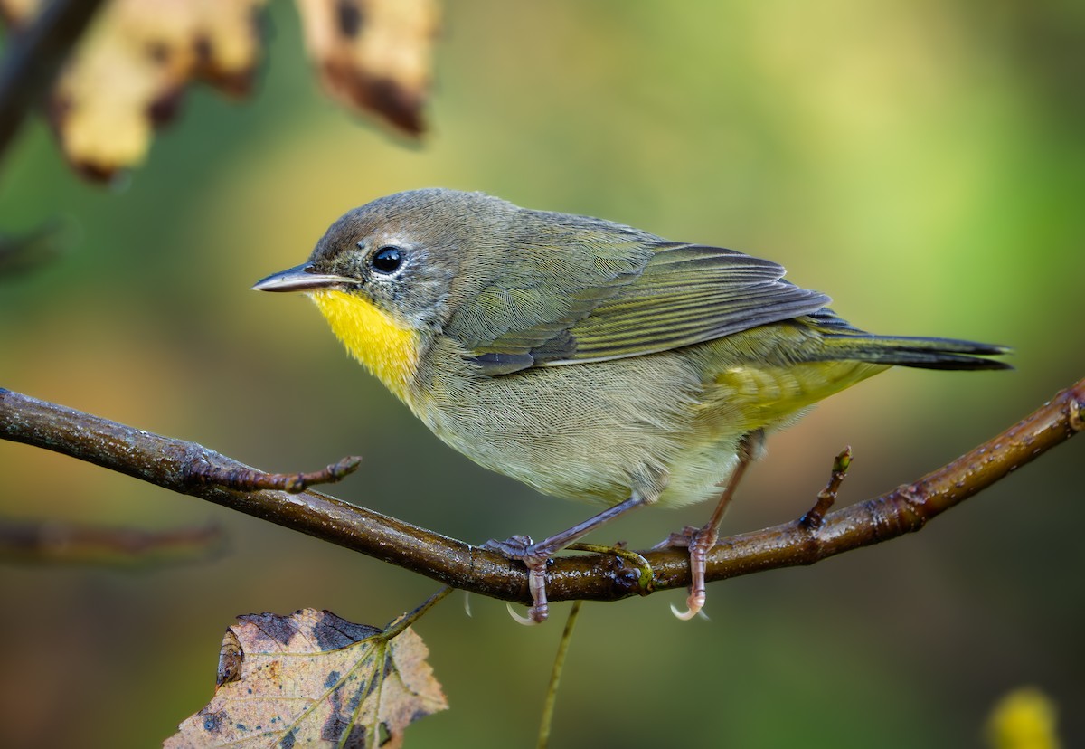 Common Yellowthroat - ML641950004