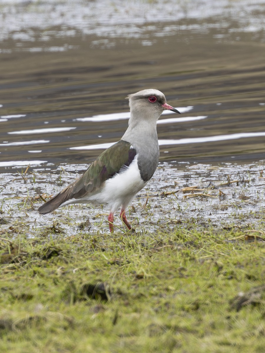 Andean Lapwing - ML641950005