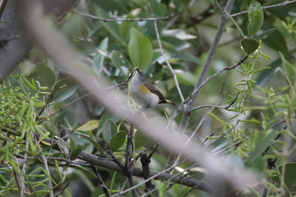American Redstart - ML641950006