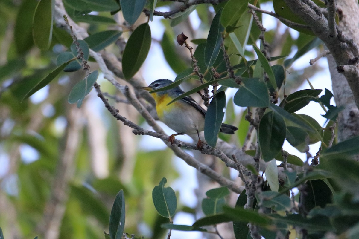 Northern Parula - ML641950008
