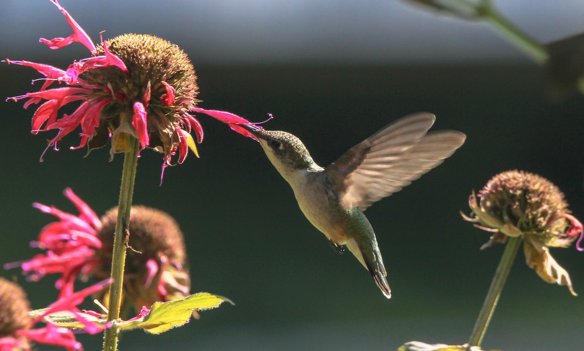 Ruby-throated Hummingbird - ML641950009