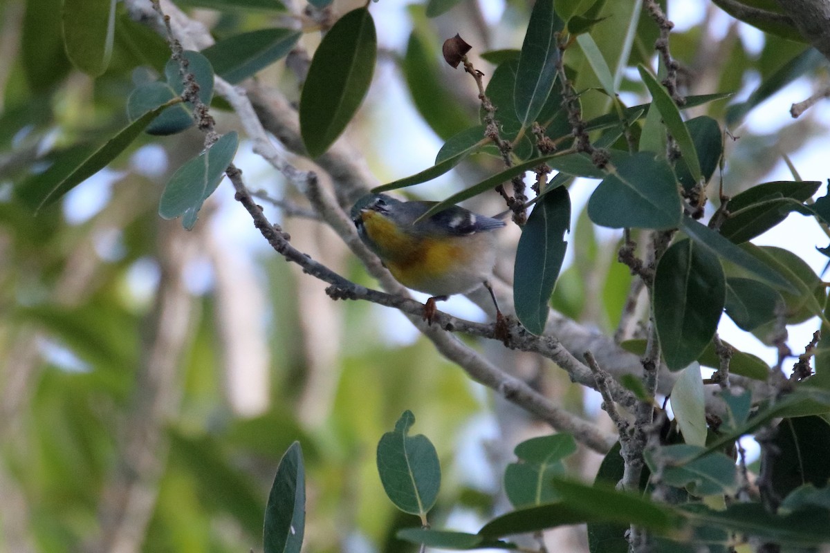Northern Parula - ML641950010