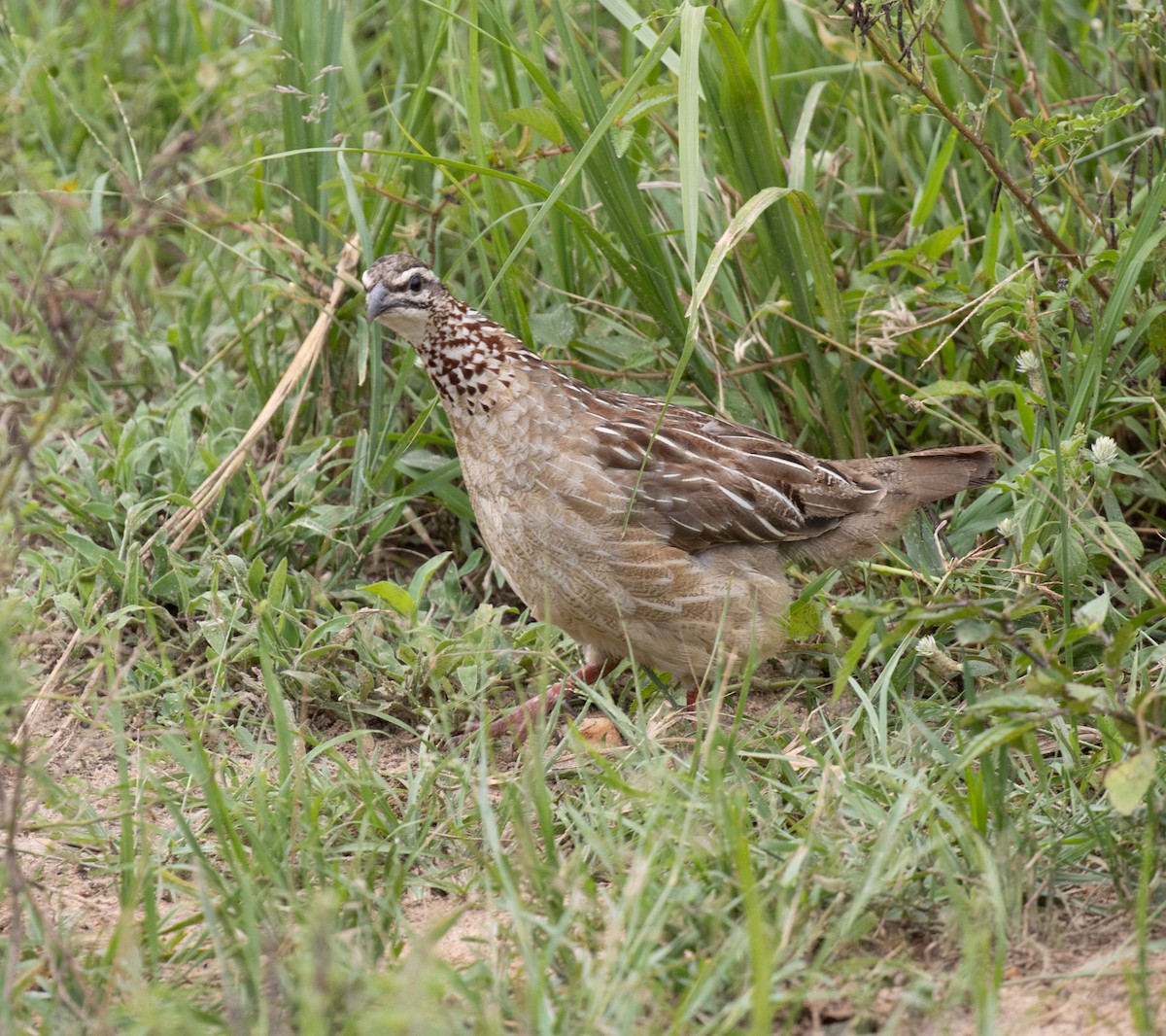Crested Francolin (Crested) - ML641950011