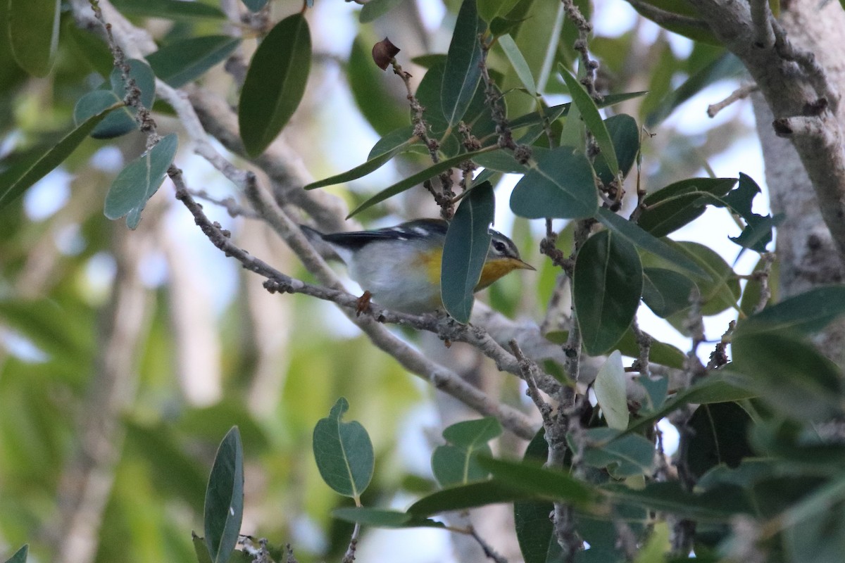 Northern Parula - ML641950012
