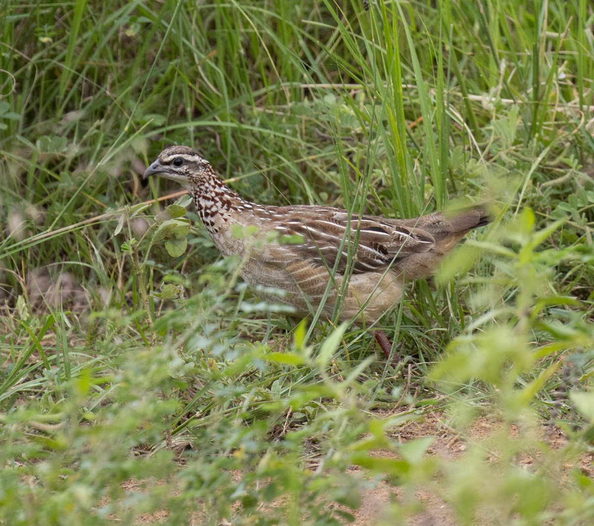 Crested Francolin (Crested) - ML641950013