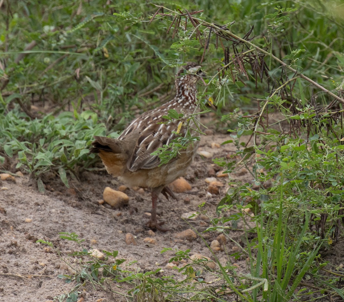 Crested Francolin (Crested) - ML641950014