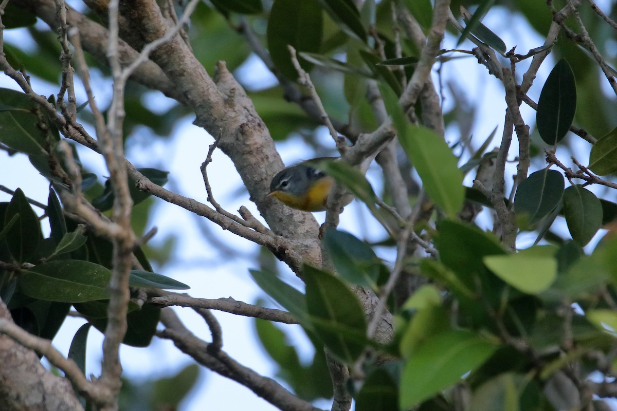 Northern Parula - ML641950016
