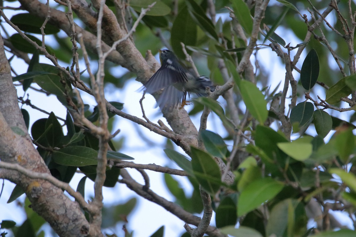 Northern Parula - ML641950019