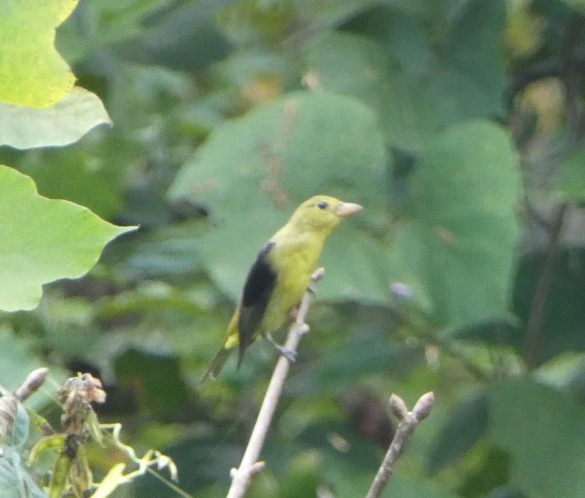 Scarlet Tanager - ML641950020