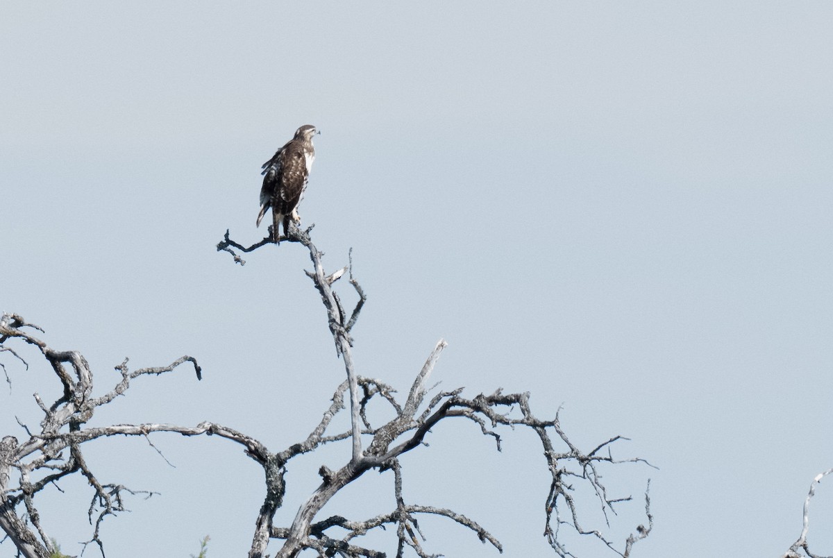 Red-tailed Hawk - ML641950021