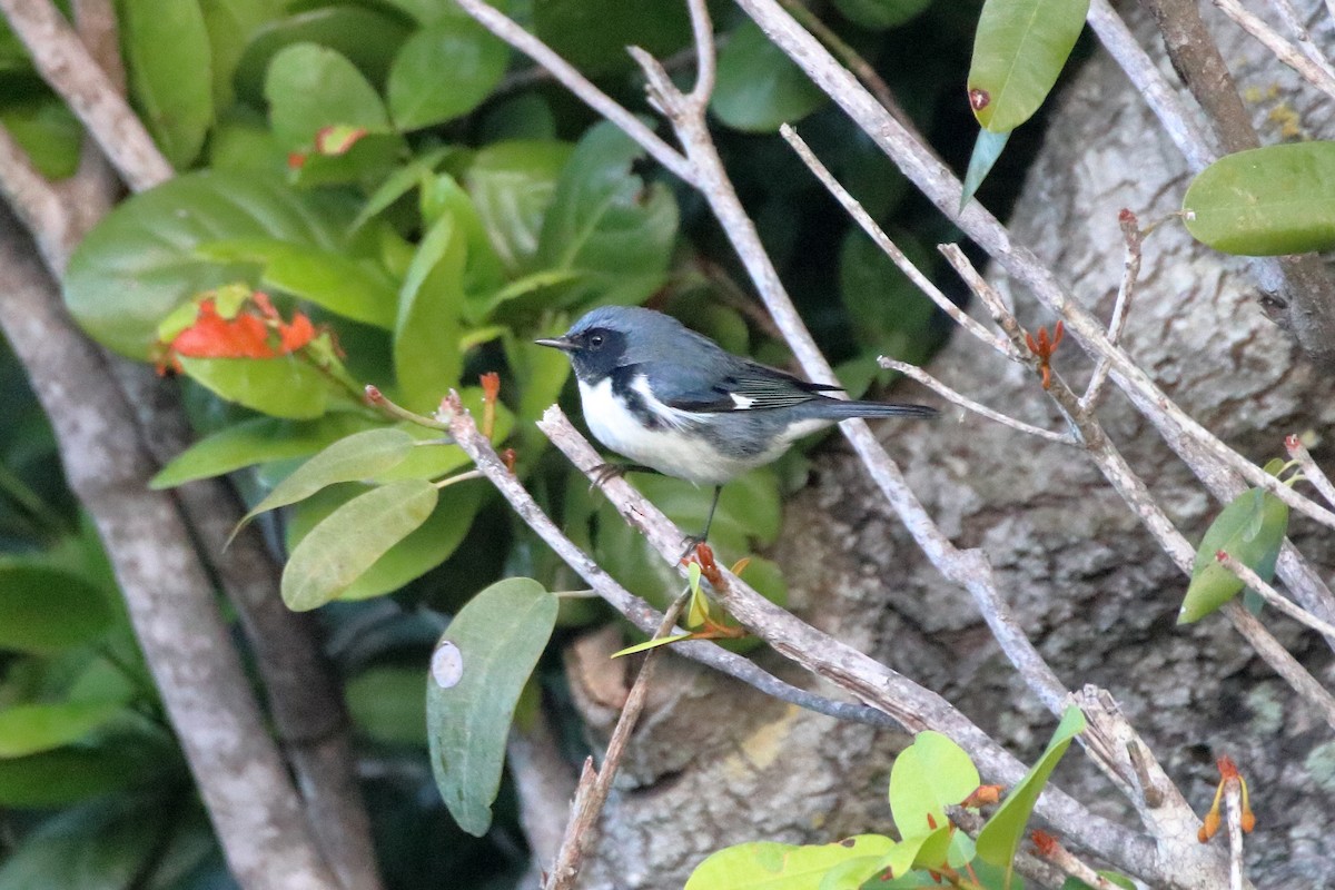 Black-throated Blue Warbler - ML641950022