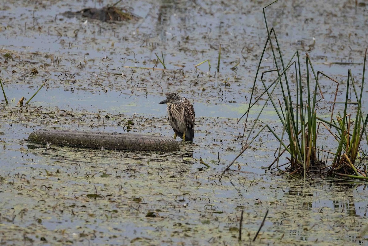 Yellow-crowned Night Heron - ML641950023