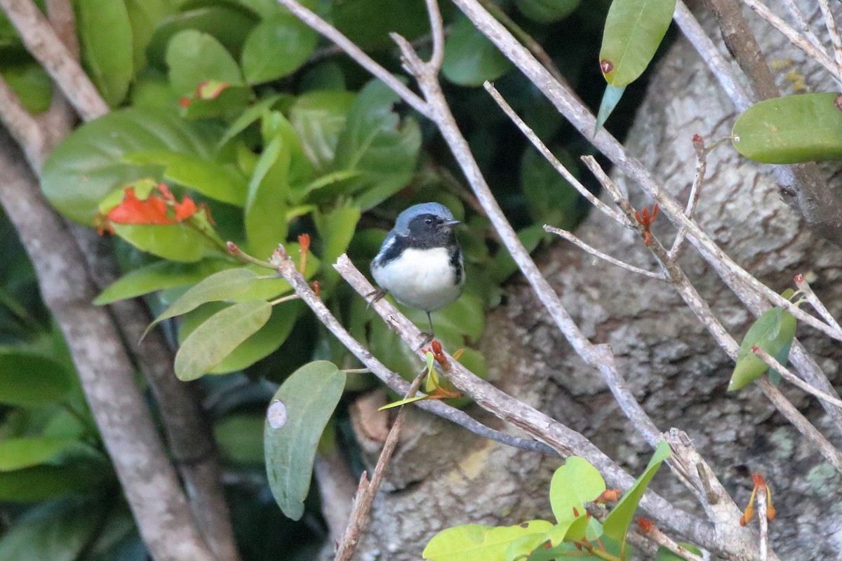Black-throated Blue Warbler - ML641950025
